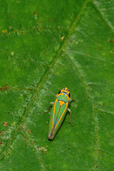 Graphocephala aurolineata