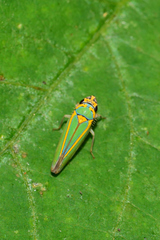 Graphocephala aurolineata