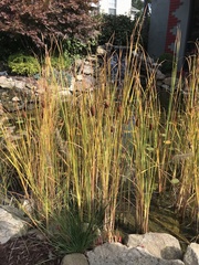 Typha minima