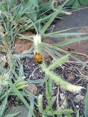 Coccinella algerica