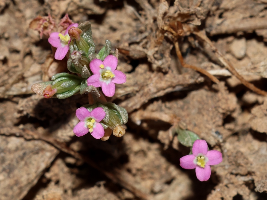 Guernsey Centaury