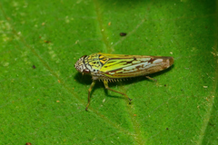 Graphocephala edwardsii