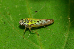 Graphocephala edwardsii