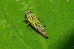 Graphocephala edwardsii