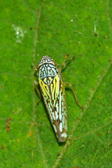 Graphocephala edwardsii
