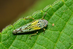 Graphocephala edwardsii
