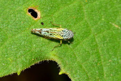 Graphocephala edwardsii