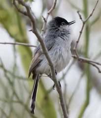 Black-Tailed Gnatcatcher photo 5