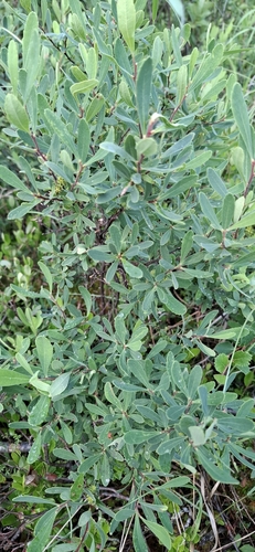 bog myrtle