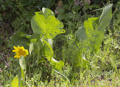 Wyethia glabra