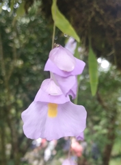 Endres's Bladderwort (Utricularia endresii)