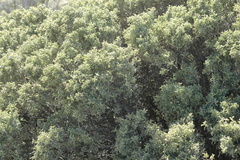 Atriplex lampa