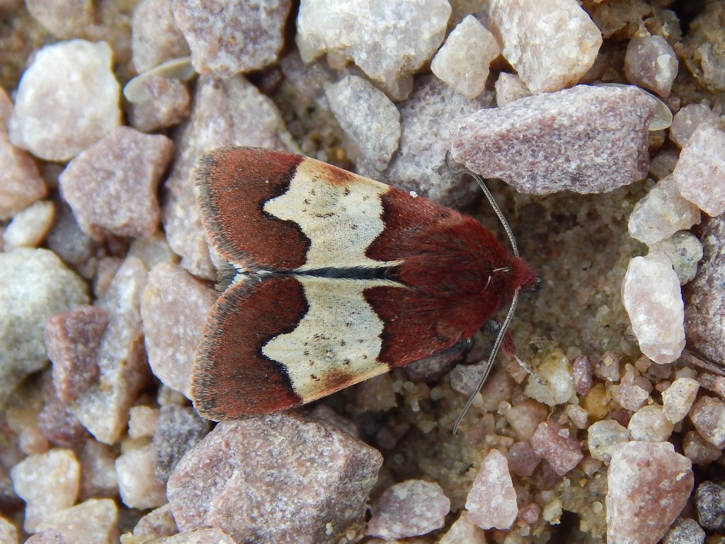Heliothis proruptus