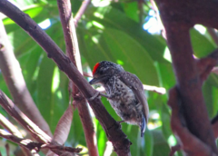 Picumnus albosquamatus
