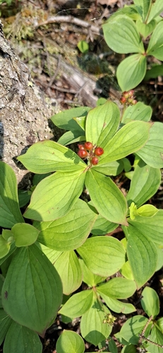 Canadian bunchberry