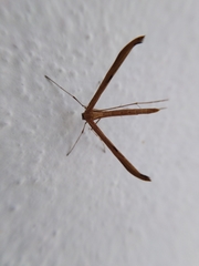 Pterophoroidea