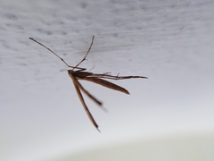 Pterophoroidea