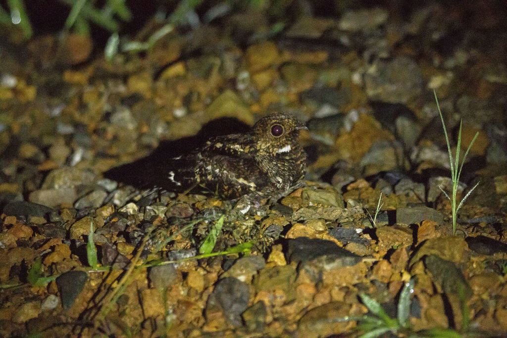 Salvadori's Nightjar