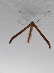 Pterophoroidea