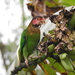 Rose-faced Parrot - Photo (c) ricardoalvarezzamora, some rights reserved (CC BY-NC)