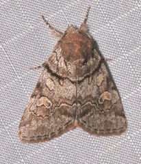 Cosmia praeacuta