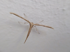 Pterophoroidea