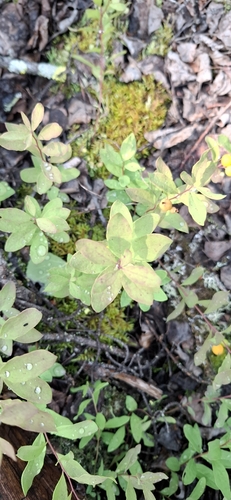 Northern Comandra
