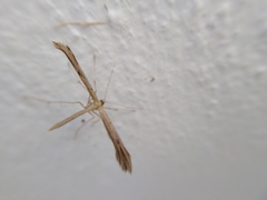 Pterophoroidea