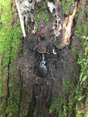 Sphaeroderus schaumii