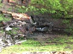 Sphaeroderus schaumii
