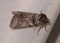 Cosmia praeacuta