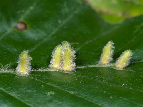 Hairy Beech Gall photo 3