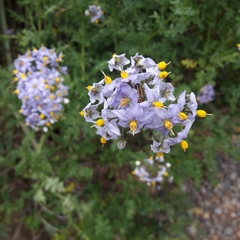 Solanum pinnatum