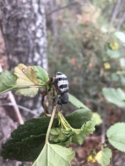 Aegorhinus phaleratus