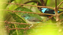 Dacnis venusta