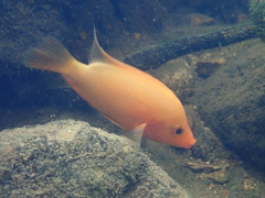 Amphilophus labiatus