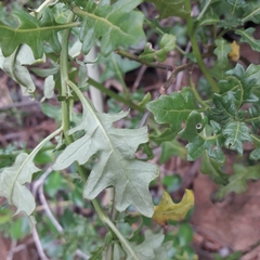Solanum pinnatum