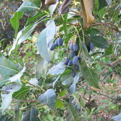 Chionanthus ramiflorus