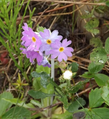 Primula laurentiana