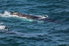 Megaptera novaeangliae australis