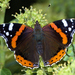 Red Admiral - Photo (c) Gilles San Martin, some rights reserved (CC BY-SA), uploaded by Gilles San Martin