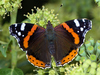 Red Admiral - Photo (c) Gilles San Martin, some rights reserved (CC BY-SA), uploaded by Gilles San Martin