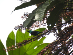 Dacnis venusta