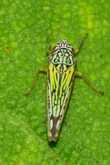 Graphocephala edwardsii