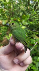 Lepidothrix velutina