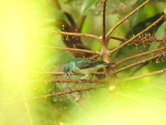 Dacnis venusta