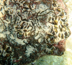 Brachidontes erosus