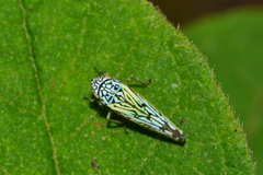 Graphocephala edwardsii