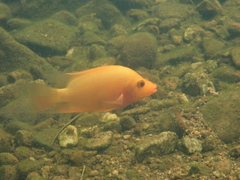 Amphilophus labiatus