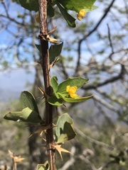 Berberis actinacantha